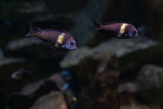 Dubois's mouthwater fish under the surface.
