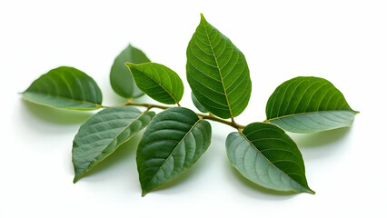 Fototapeta premium Professional Composition: Mediterranean Bay Leaves 