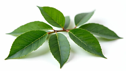 Obraz premium Clean-Edged Bay Leaves: Premium Culinary Ingredient 