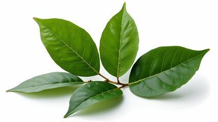 Naklejka premium Rich Detail Capture of Premium Dried Bay Leaves 