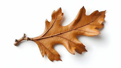 Fototapeta premium Specimen-Quality Oak Branch: Perfect Green Foliage 