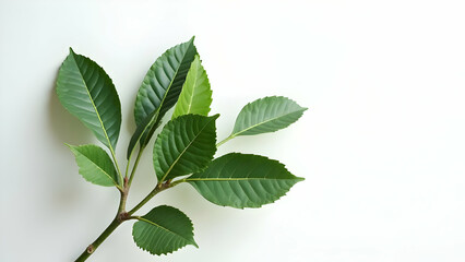 Naklejka premium Elegant Simplicity: Premium Mediterranean Bay Leaves 