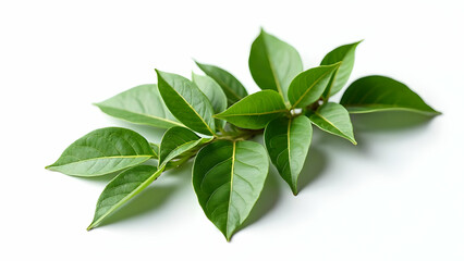 Naklejka premium Perfect Exposure: Premium Bay Leaves on White 