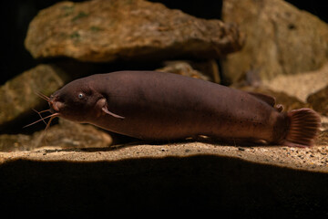 An electric catfish rests on the bottom of the aquarium.
