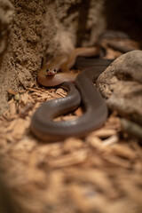 A striped snake kept in a terrarium.

