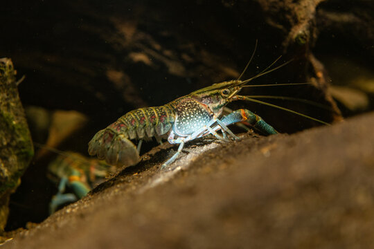 Young red-bellied crayfish underwater on a stone.
