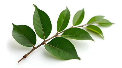 Fototapeta premium Perfect Contrast Study of Premium Dried Bay Leaves 