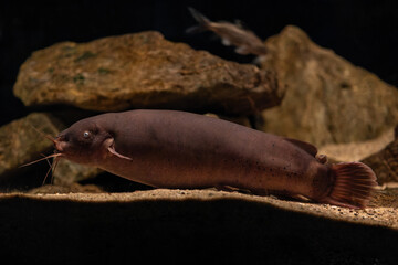 An electric catfish rests on the bottom of the aquarium.
