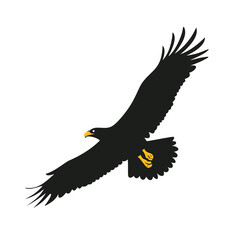 Obraz premium eagle in flight