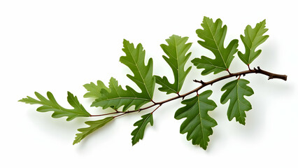  Elegant Leaf Shapes of Premium Oak Branch on White 