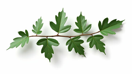  Subtle Texture Detail in Premium Oak Branch on White 