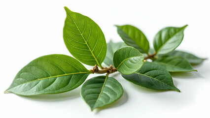 Obraz premium Authentic Mediterranean Bay Leaves: Traditional Herb 