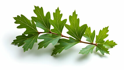  Perfect Clarity: Ultra-Detailed Oak Branch with Leaves 