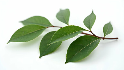 Naklejka premium Clean Presentation of Premium Culinary Bay Leaves 