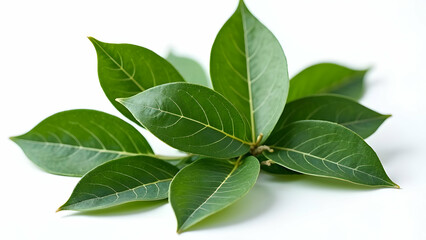 Obraz premium Professionally Retouched Bay Leaves: Culinary Detail 
