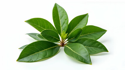  Matte and Glossy Textures in Premium Bay Leaves 