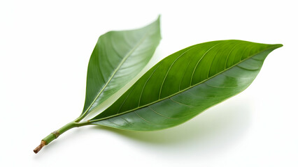 Obraz premium Elegant Shape of Premium Mediterranean Bay Leaves 