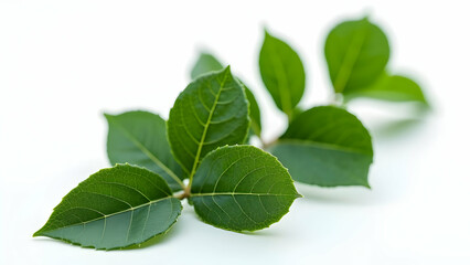 Obraz premium Sharp-Focused Bay Leaves with Detailed Edge Texture