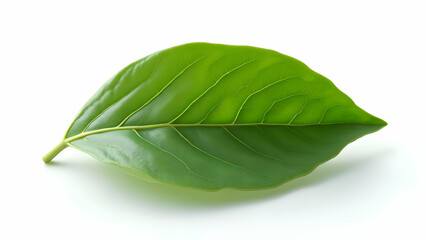 Obraz premium Delicate Edges of Premium Mediterranean Bay Leaves 