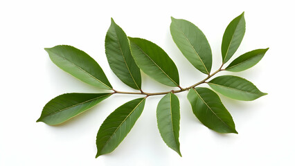 Bay Leaves with Stems: Culinary Herb Showcase