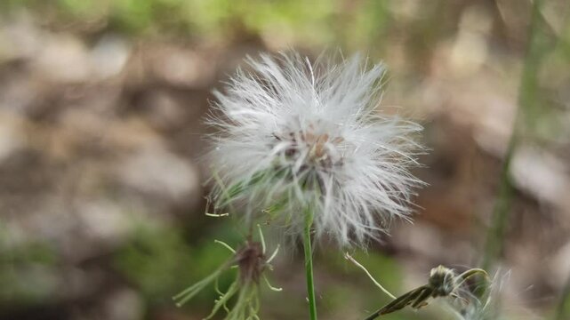 Senecio vulgaris in the garden