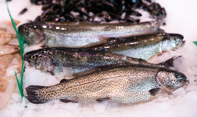 Fresh raw rainbow trout fish frozen in ice in market close-up