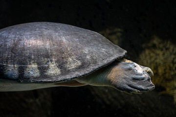 New Guinea loggerhead turtle underwater with detail of hind legs.

