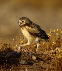 Burrowing Owl in Desert 