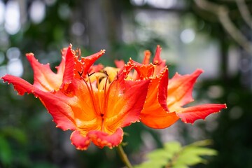 燃えるように咲くカエンボクの花