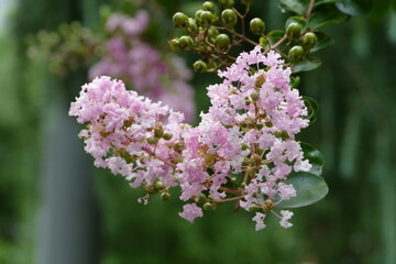 Obraz premium Close-up of Crape Myrtle Flowers