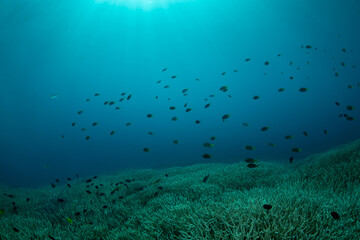 エダサンゴ　小笠原　東京都