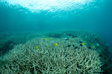 エダサンゴ　小笠原　東京都