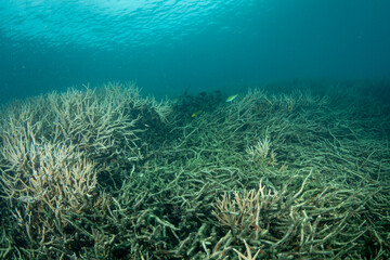 エダサンゴ　小笠原　東京都