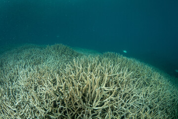 エダサンゴ　小笠原　東京都