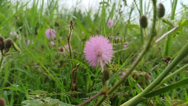 mimosa pudica
