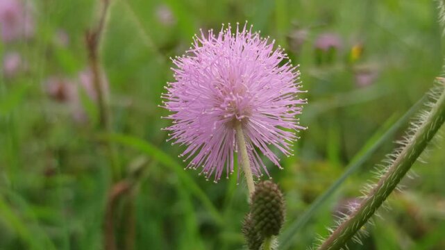mimosa pudica