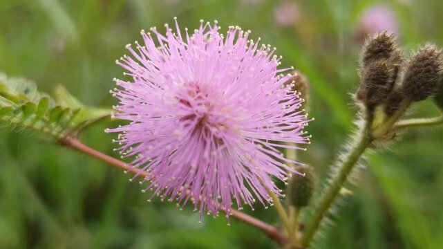 mimosa pudica