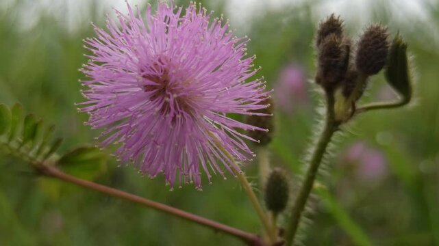 mimosa pudica