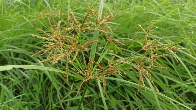 Yellow nutsedge stands tall with bright green, grass-like leaves and yellowish seed heads, growing vigorously as a common and hardy field weed.