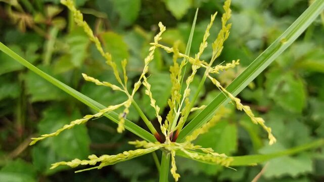 Cyperus malaccensis in the garden