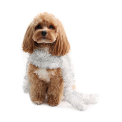 Cute dog with shiny tinsel on white background