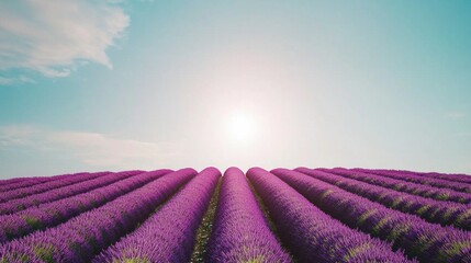 Lavender fields blooming under clear skies provence landscape photography scenic view nature's beauty tranquil oasis