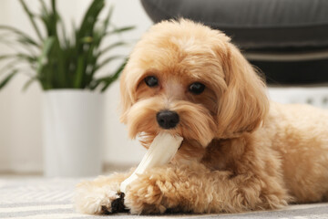 Cute dog with chew bone on floor at home, space for text