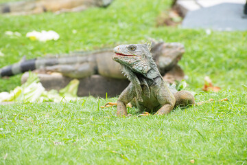 Iguana