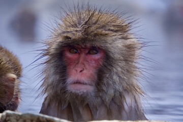 Obraz premium Snow Monkey Japan