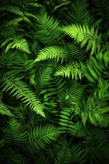 Fototapeta premium Lush fresh green Spring leaf