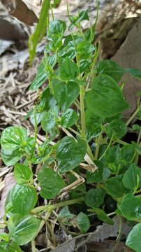 Peperomia pellucida flower