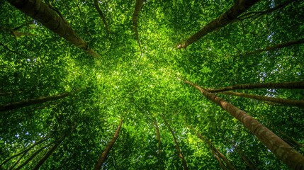 Fototapeta premium Looking Up at Lush Green Forest Canopy with Sunlight Streaming Through