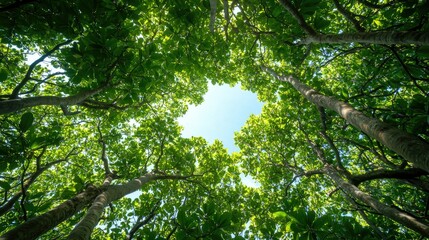 Looking Up at Green Trees and Sky with Sunlight Shining Through