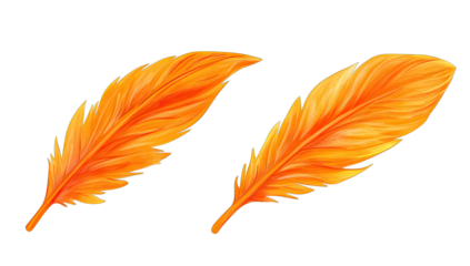 two vibrant orange feathers showcasing their intricate details a